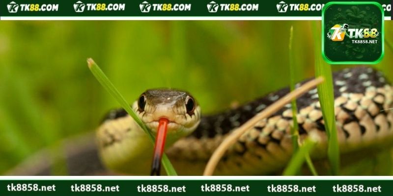 Tìm hiểu ý nghĩa và giải mã mơ thấy rắn vào nhà đánh con gì