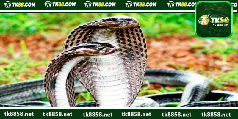 Mơ thấy rắn vào nhà đánh con gì là chuẩn?