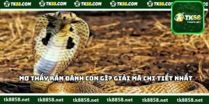 Mơ Thấy Rắn Đánh Con Gì